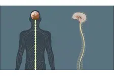 İnsanda Sinir Sistemi Özellikleri ve Faydaları Nelerdir?