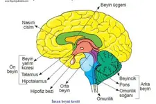 Merkezi Sinir Sistemi Bölümleri