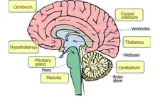 Merkezi Sinir Sistemi Organları Nelerdir?