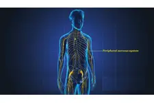 Periferik Sinir Sistemi Yapısı ve Özellikleri