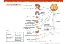 Sempatik Sinir Sistemi Bozukluğu