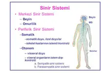 Sinir Sistemi İlaçları Nelerdir?