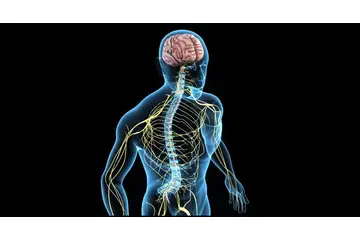 Sinir Sistemi Özellikleri ve Anatomisi