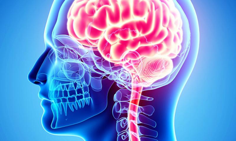 Beyin ve Sinir Sistemi Türleri ve Özellikleri