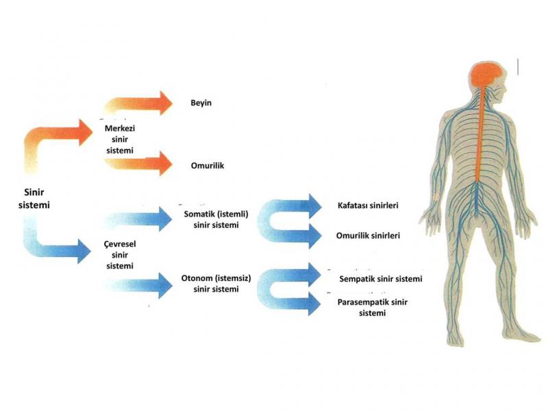 Çevresel Sinir Sistemi Nedir?