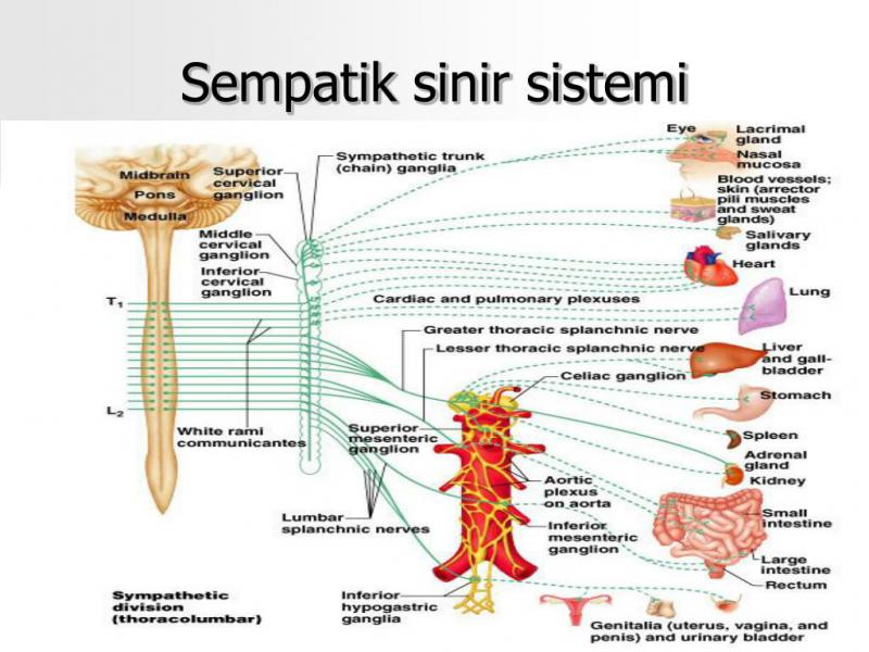 Sinir Sistemi Organları Nelerdir?